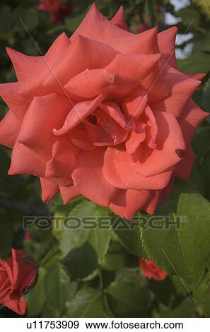 Close-up of red rose flower View Large Photo Image Stock Photo - Close-up of red rose flower. Fotosearch