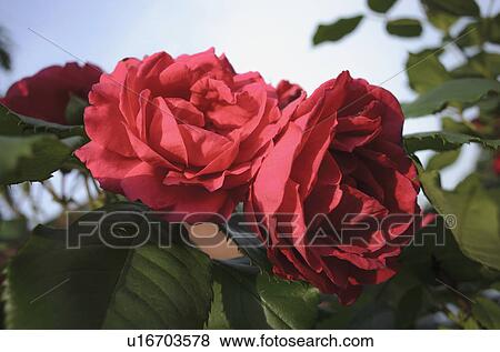 Stock Photo - Close-up of red rose flowers. Fotosearch