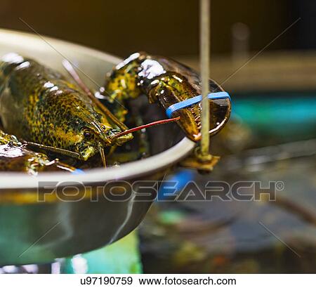Close up of scale with lobster View Large Photo Image Stock Photo - Close up of scale with lobster. Fotosearch