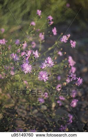 Close-up of uncultivated purple flowers View Large Photo Image Stock Image - Close-up of uncultivated purple flowers. Fotosearch