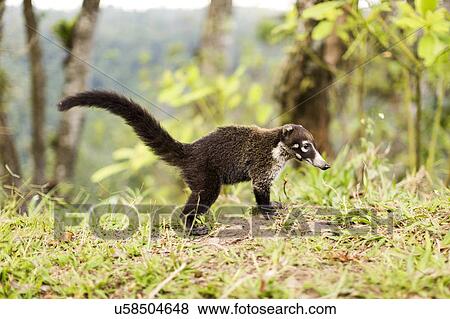 Coati in grass View Large Photo Image Stock Photo - Coati in grass. Fotosearch
