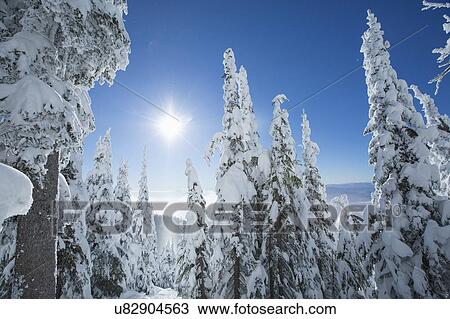 Coniferous trees covered with snow at sunlight View Large Photo Image Stock Image - Coniferous trees covered with snow at sunlight. Fotosearch
