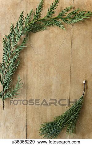Stock Photo - Coniferous twigs on wood. Fotosearch