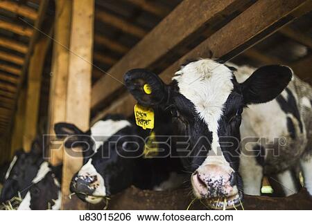 Stock Photograph - Cows in barn. Fotosearch