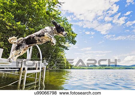 Stock Photo - Dog jumping into lake from jetty. Fotosearch