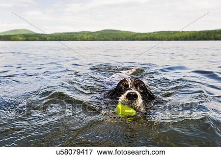 Dog swimming in lake holding ball in mouth View Large Photo Image Stock Photo - Dog swimming in lake holding ball in mouth. Fotosearch