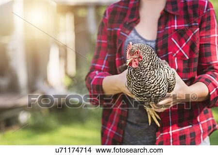 Female farmer holding hen View Large Photo Image Picture - Female farmer holding hen. Fotosearch