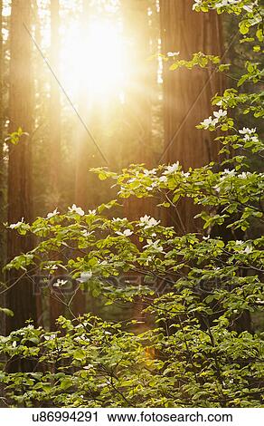 Forrest on sunny day View Large Photo Image Stock Image - Forrest on sunny day. Fotosearch
