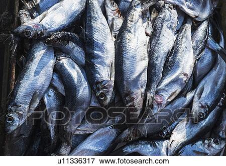 Fresh fish on dock View Large Photo Image Stock Photo - Fresh fish on dock. Fotosearch