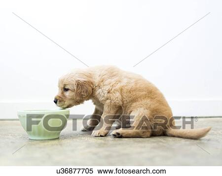 Golden Retriever puppy drinking water View Large Photo Image Stock Photography - Golden Retriever puppy drinking water. Fotosearch