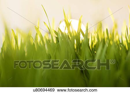 Stock Photo - Grass at sunrise. Fotosearch