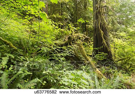 Green forest View Large Photo Image Stock Image - Green forest. Fotosearch