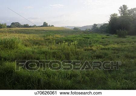 Stock Image - Green meadow. Fotosearch