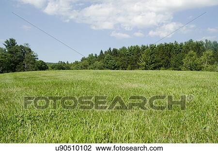 Green meadow View Large Photo Image Stock Image - Green meadow. Fotosearch