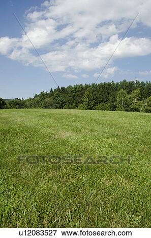 Stock Photo - Green meadow. Fotosearch