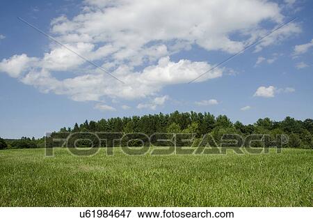 Green meadow View Large Photo Image Stock Photo - Green meadow. Fotosearch