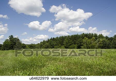 Green meadow View Large Photo Image Stock Photo - Green meadow. Fotosearch