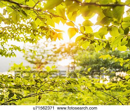 Green tree branch in sunlight View Large Photo Image Stock Image - Green tree branch in sunlight. Fotosearch