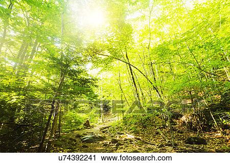 Green trees in forest View Large Photo Image Stock Image - Green trees in forest. Fotosearch