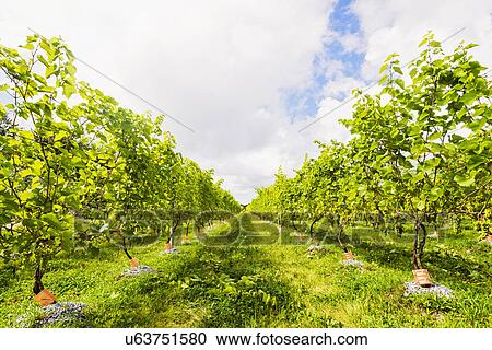 Green vineyard under cloudy sky View Large Photo Image Stock Image - Green vineyard under cloudy sky. Fotosearch
