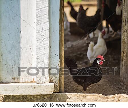 Stock Photograph - Hens in barn. Fotosearch