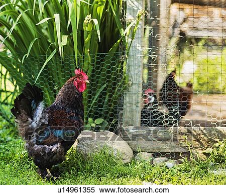 Stock Photography - Hens on farm. Fotosearch