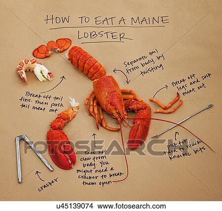 Picture - How to eat lobster instructions. Fotosearch