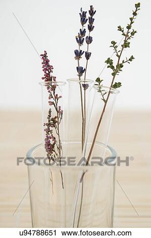 Lavender in vase View Large Photo Image Stock Image - Lavender in vase. Fotosearch