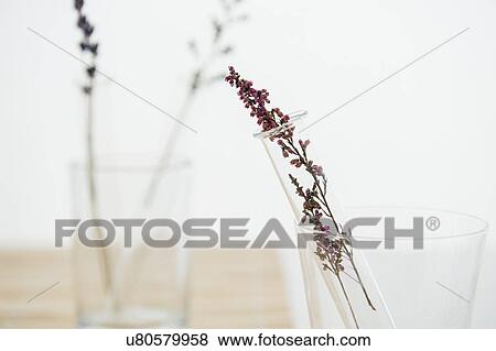 Lavender in vase View Large Photo Image Stock Photo - Lavender in vase. Fotosearch