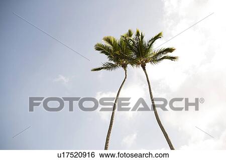Stock Photograph - Low angle view of palm trees. Fotosearch
