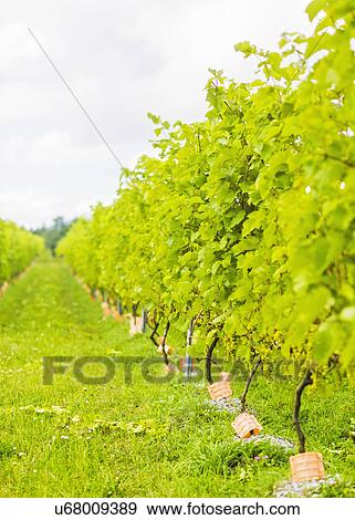 Stock Photo - Lush foliage of vineyard. Fotosearch