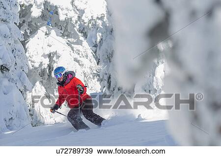 Mature woman skiing between trees covered with snow View Large Photo Image Stock Photo - Mature woman skiing between trees covered with snow. Fotosearch