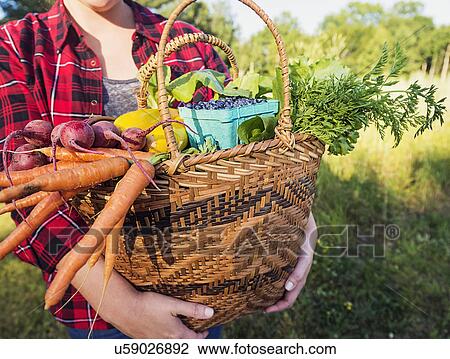 Mid section of woman holding basket with vegetables and fruits View Large Photo Image Stock Image - Mid section of woman holding basket with vegetables and fruits. Fotosearch