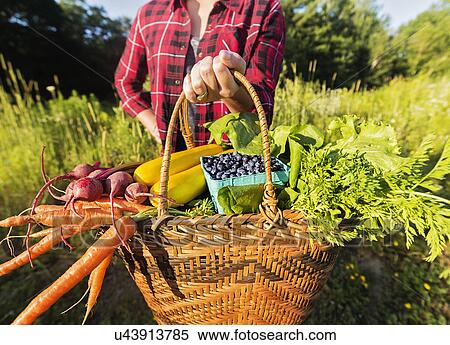 Mid section of woman holding basket with vegetables and fruits View Large Photo Image Stock Photography - Mid section of woman holding basket with vegetables and fruits. Fotosearch