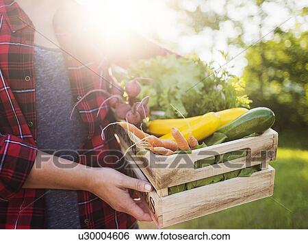 Mid section of woman holding crate with vegetables View Large Photo Image Stock Photograph - Mid section of woman holding crate with vegetables. Fotosearch