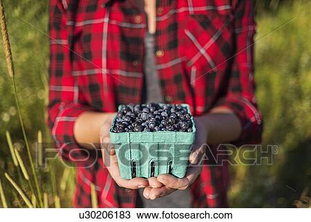 Mid section of woman holding punnet of blueberries View Large Photo Image Stock Image - Mid section of woman holding punnet of blueberries. Fotosearch