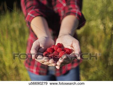 Mid section of woman holding raspberries in hands View Large Photo Image Stock Photo - Mid section of woman holding raspberries in hands. Fotosearch
