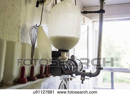 Milk in milking machine View Large Photo Image Stock Image - Milk in milking machine. Fotosearch
