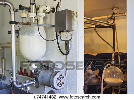 Milking cows in barn View Large Photo Image Stock Image - Milking cows in barn. Fotosearch