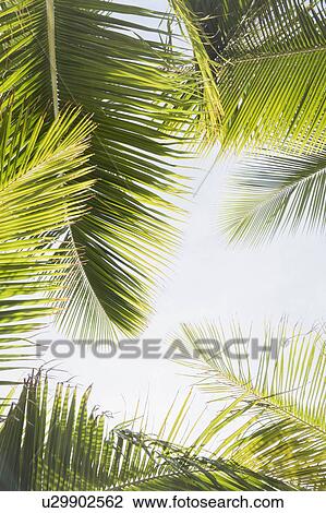 Stock Image - Palm leaves against clear sky. Fotosearch