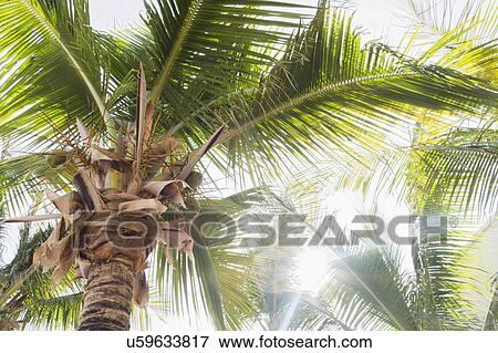 Palm trees in sunlight View Large Photo Image Stock Photo - Palm trees in sunlight. Fotosearch