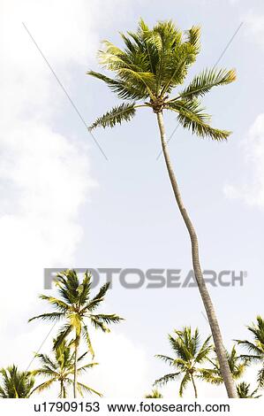 Stock Image - Palms against clouds. Fotosearch