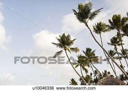 Stock Photo - Palms against clouds. Fotosearch
