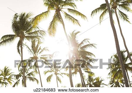 Stock Image - Palms against sky and sunlight. Fotosearch