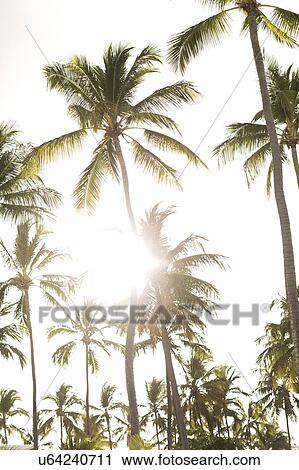 Palms against sky and sunlight View Large Photo Image Stock Image - Palms against sky and sunlight. Fotosearch