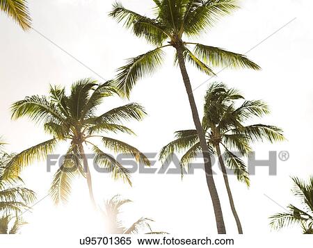 Stock Photography - Palms against sky and sunlight. Fotosearch