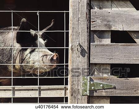 Picture - Pig in boundary on farm. Fotosearch