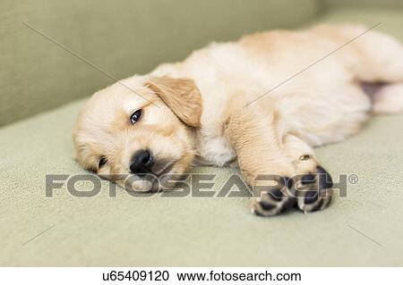 Portrait of puppy lying down on sofa View Large Photo Image Stock Image - Portrait of puppy lying down on sofa. Fotosearch