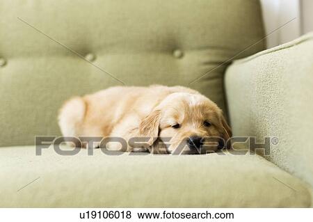 Portrait of puppy lying down on sofa View Large Photo Image Stock Photo - Portrait of puppy lying down on sofa. Fotosearch