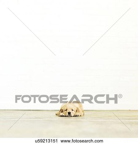 Portrait of puppy lying down on wooden floor View Large Photo Image Stock Image - Portrait of puppy lying down on wooden floor. Fotosearch